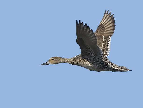 Jouhisorsa, Northern Pintail, Anas acuta